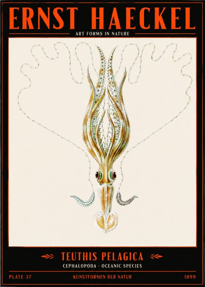Ernst Haeckel Teuthis Pelagica No2 - Póster