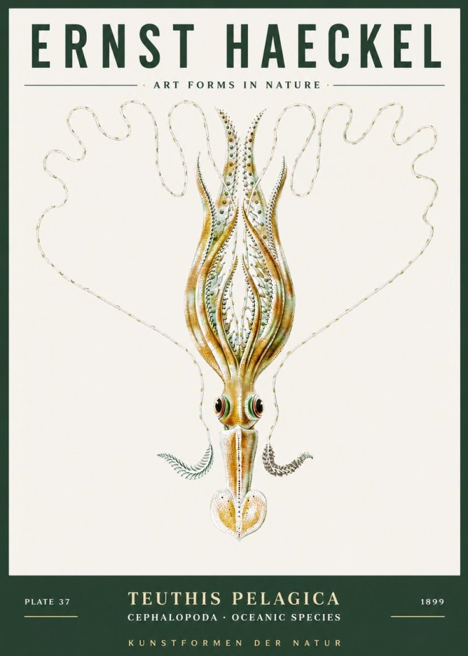 Ernst Haeckel Teuthis Pelagica No3 - Póster