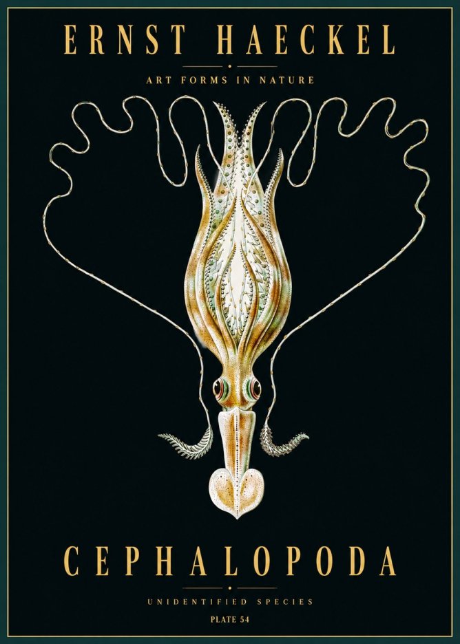 Ernst Haeckel Teuthis Pelagica No5 - Póster
