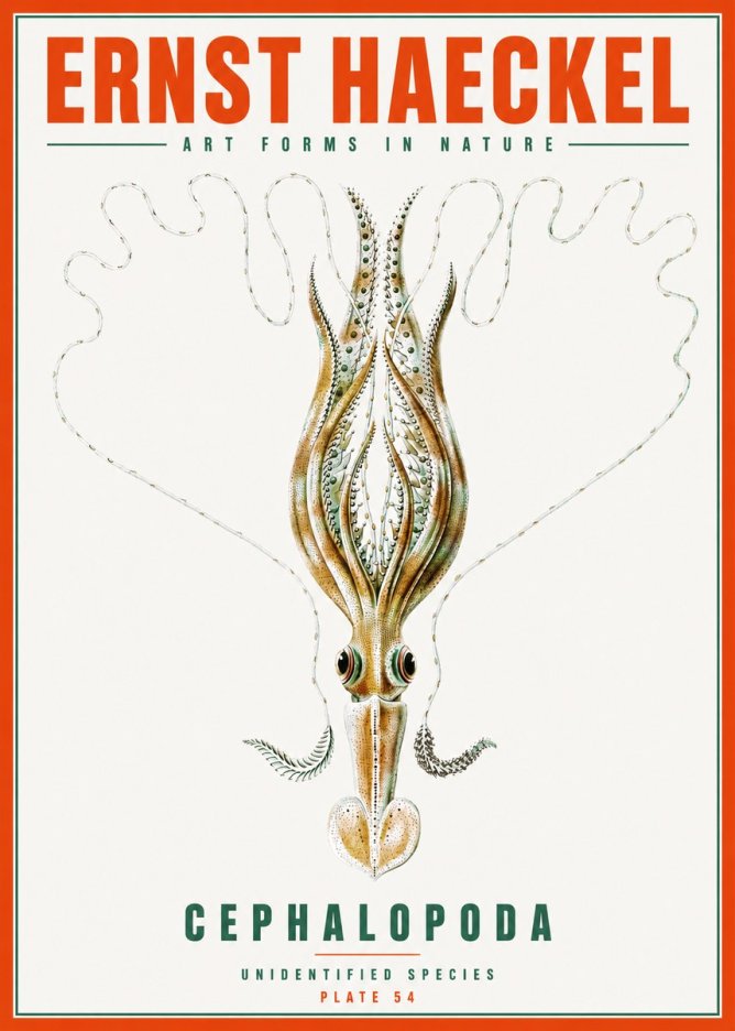 Ernst Haeckel Teuthis Pelagica No6 - Póster