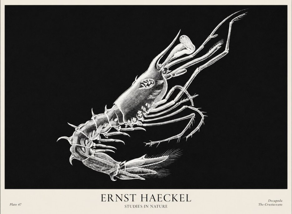 Ernst Haeckel Decapoda the Crustaceans No1 - Póster