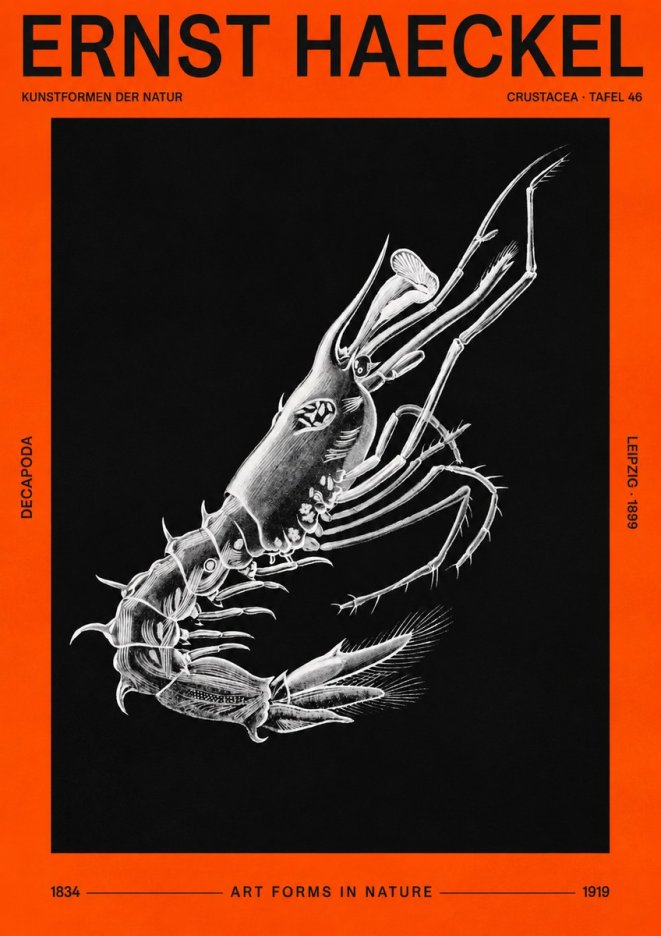 Ernst Haeckel Decapoda the Crustaceans No3 - Póster
