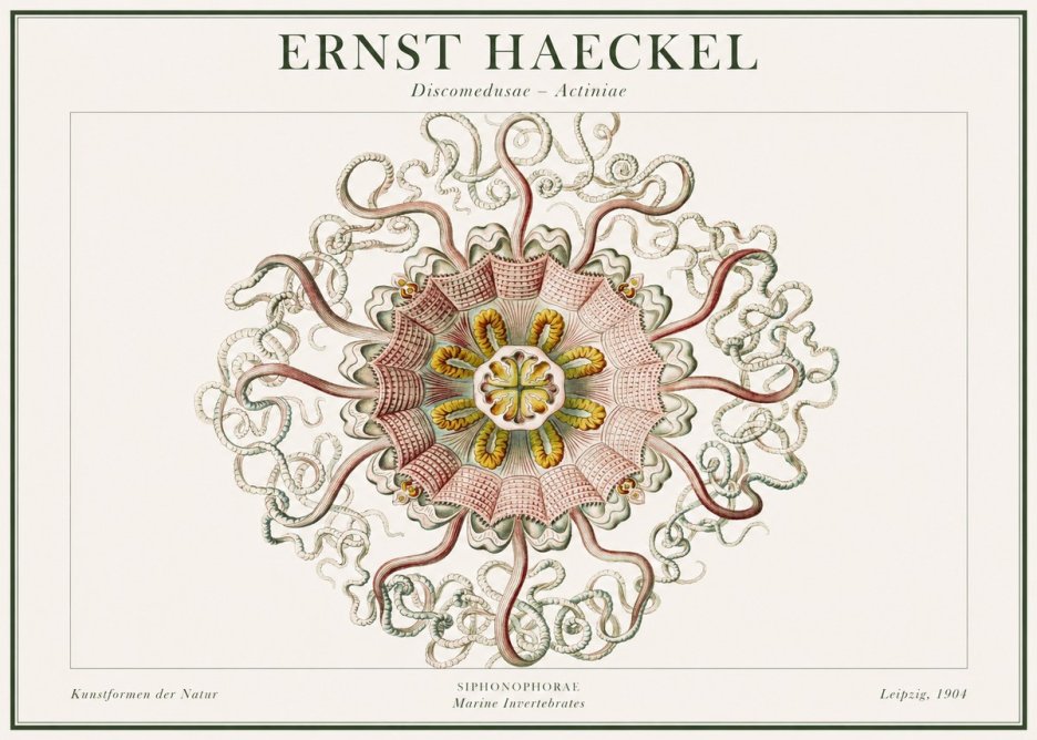 Ernst Haeckel Discomedusae – Actiniae No1 - Póster