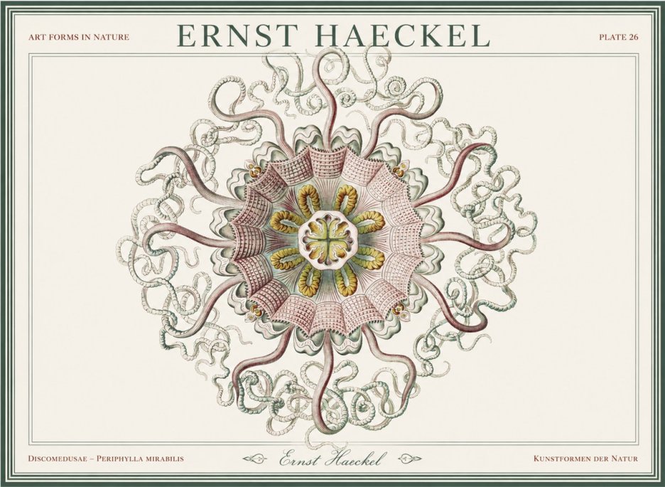 Ernst Haeckel Discomedusae – Actiniae No5 - Póster