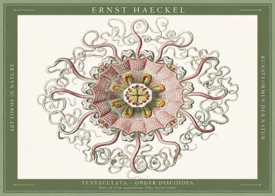 Ernst Haeckel Discomedusae – Actiniae No6 - Póster