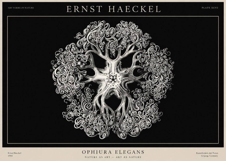 Ernst Haeckel Ophiuroidea Sea Tree - Deep Sea No3 - Póster