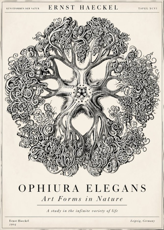 Ernst Haeckel Ophiuroidea Sea Tree - Deep Sea No6 - Póster