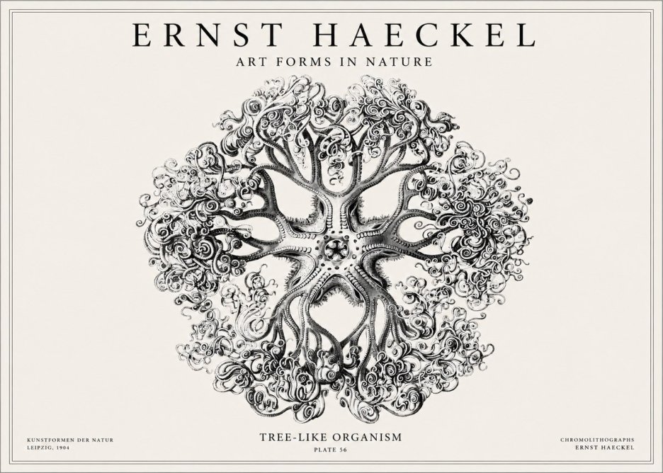 Ernst Haeckel Tree-like Organism No1 - Póster