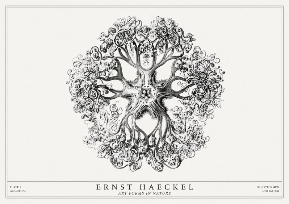 Ernst Haeckel Tree-like Organism No3 - Póster