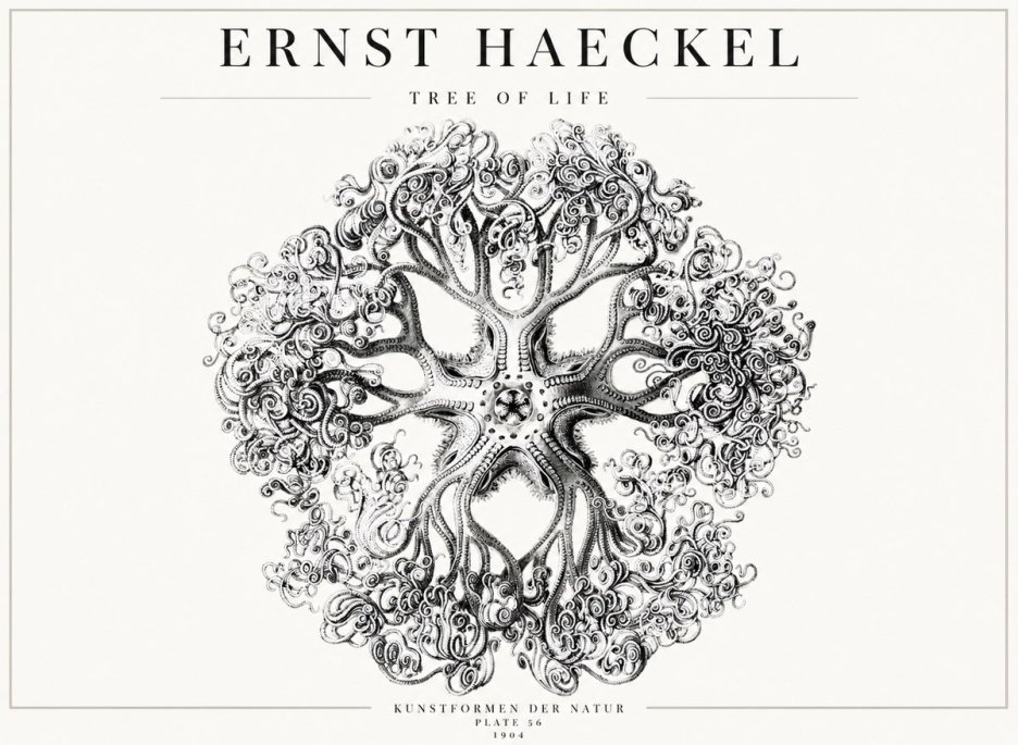 Ernst Haeckel Tree-like Organism No4 - Póster