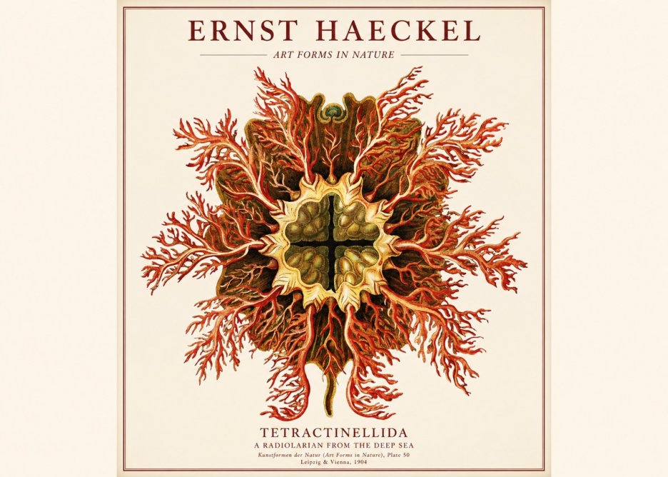 Ernst Haeckel Tetractinellida a Radiolarian from the Deep Sea No1 - Póster