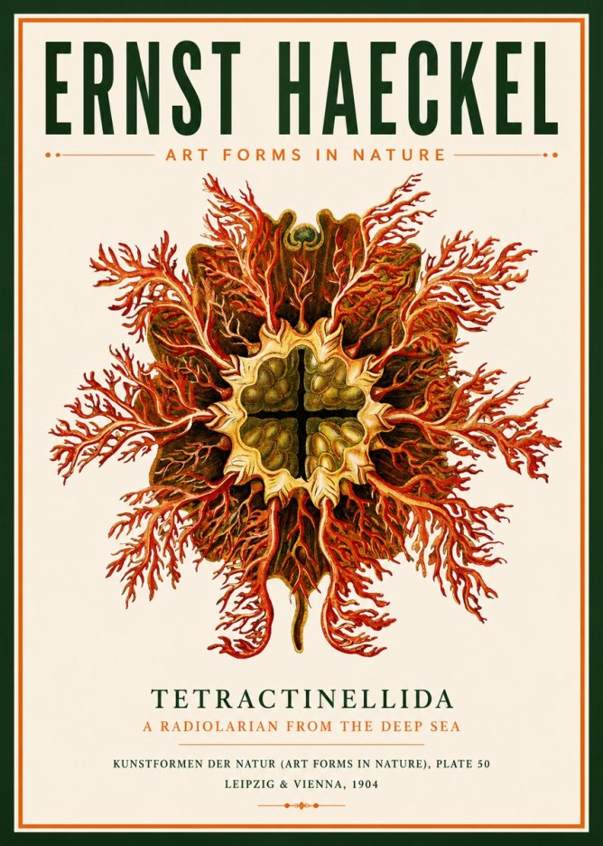 Ernst Haeckel Tetractinellida a Radiolarian from the Deep Sea No3 - Póster