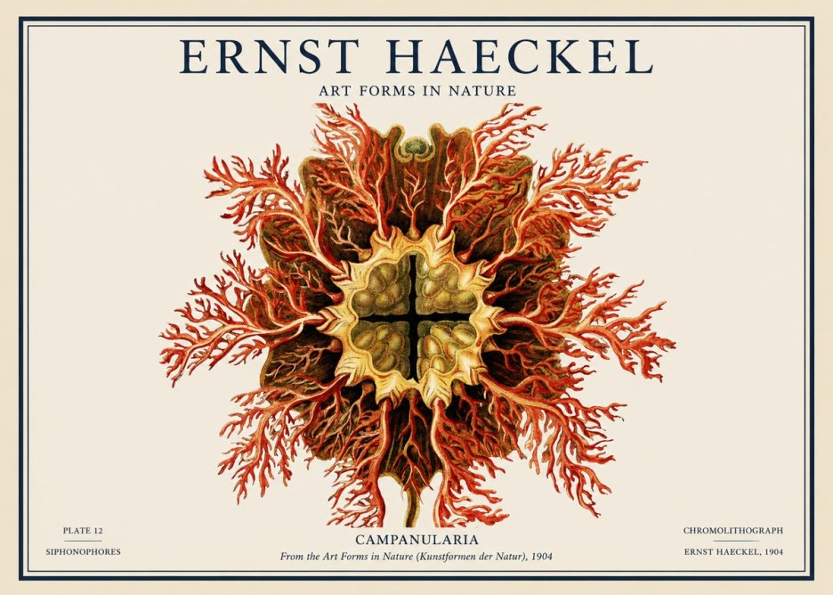 Ernst Haeckel Tetractinellida a Radiolarian from the Deep Sea No4 - Póster