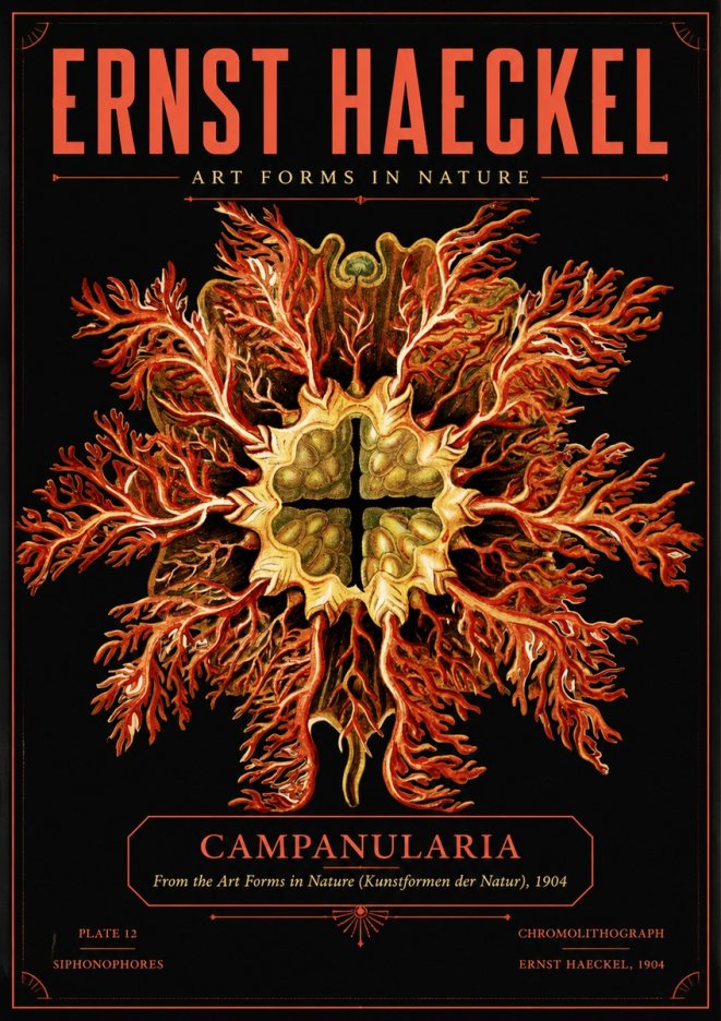 Ernst Haeckel Tetractinellida a Radiolarian from the Deep Sea No5 - Póster