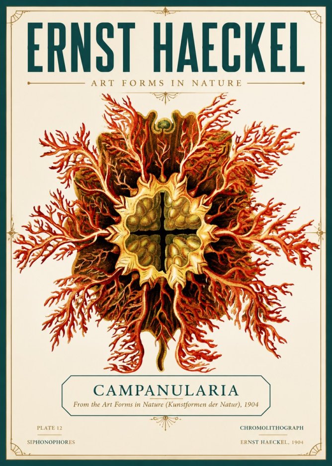 Ernst Haeckel Tetractinellida a Radiolarian from the Deep Sea No6 - Póster