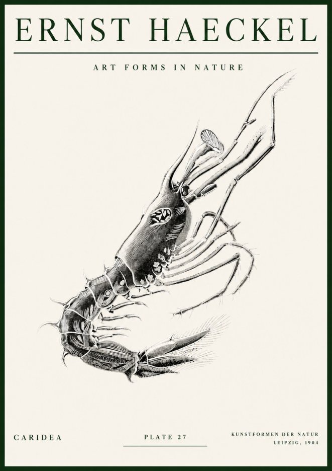 Ernst Haeckel Caridea Plate 27 No3 - Póster