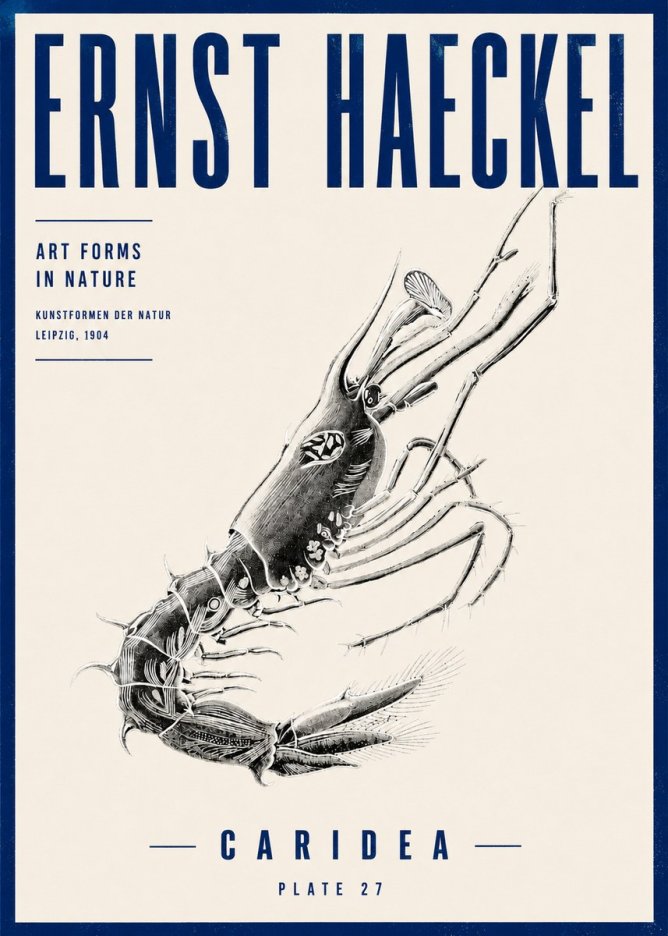 Ernst Haeckel Caridea Plate 27 No4 - Póster