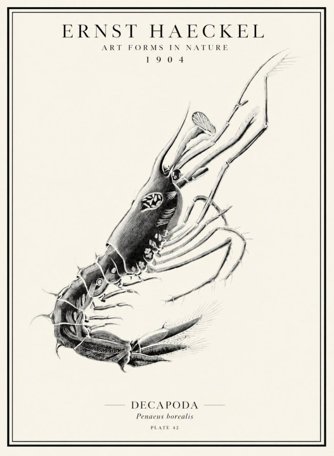 Ernst Haeckel Caridea Plate 27 No5 - Póster