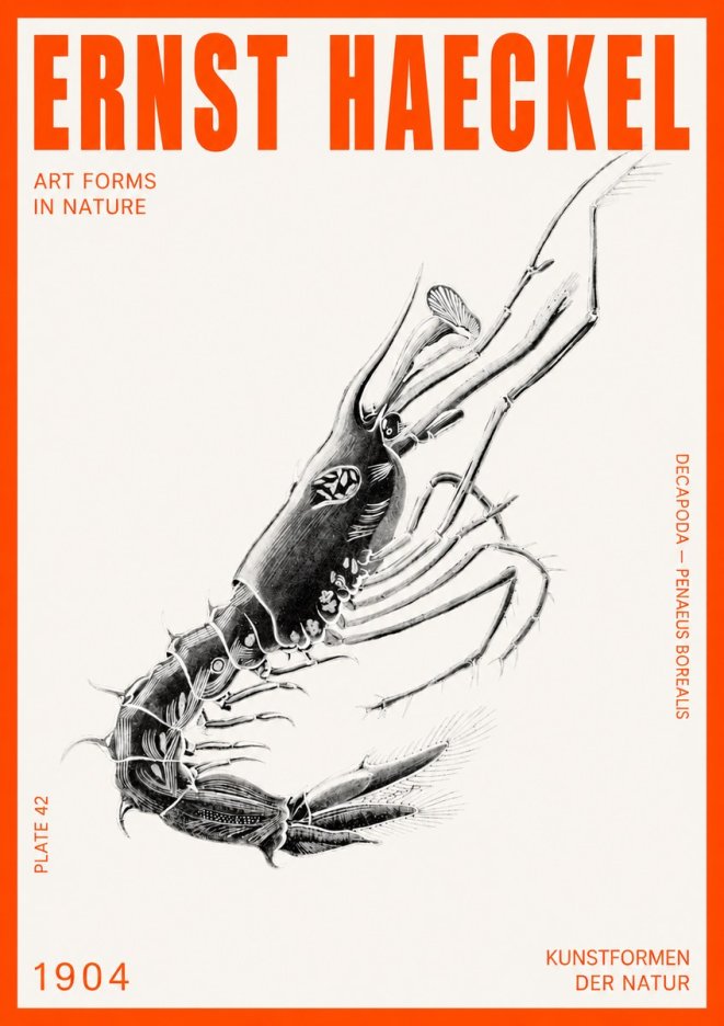Ernst Haeckel Caridea Plate 27 No6 - Póster