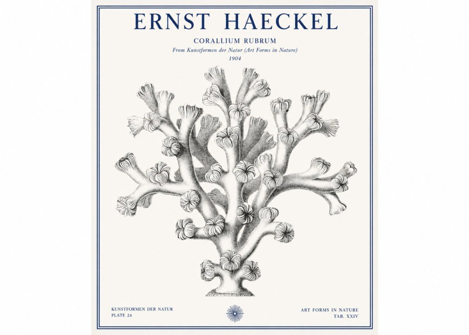 Ernst Haeckel Corallium Rubrum II No1 - Póster
