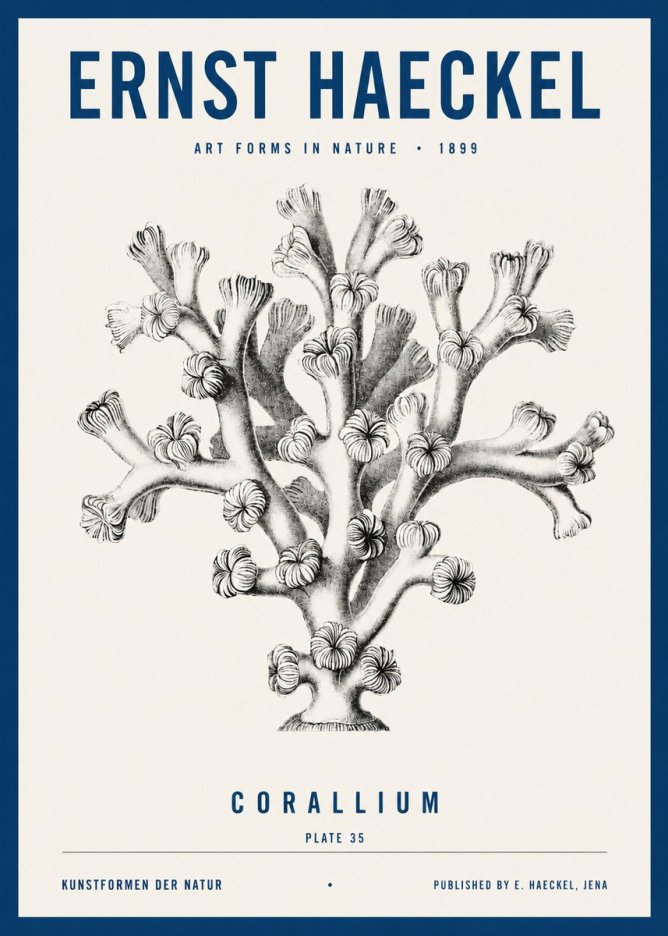 Ernst Haeckel Corallium Rubrum II No4 - Póster