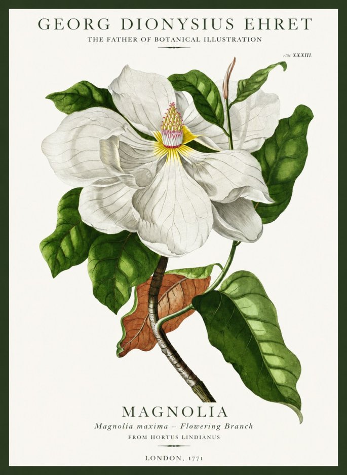 Georg Dionysius Ehret Magnolia Maxima - Flowering Branch No1 - Póster