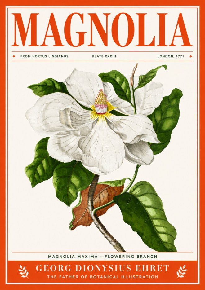 Georg Dionysius Ehret Magnolia Maxima - Flowering Branch No4 - Póster
