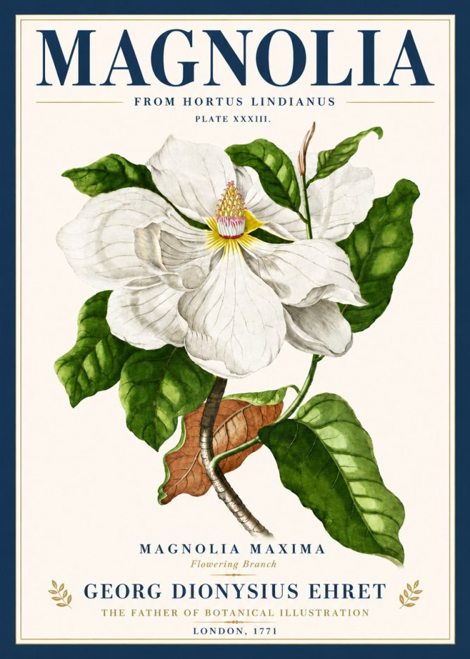 Georg Dionysius Ehret Magnolia Maxima - Flowering Branch No6 - Póster