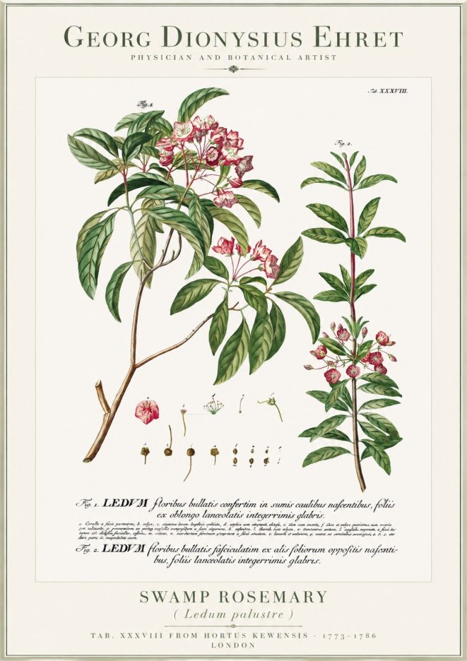 Georg Dionysius Ehret Swamp Rosemary (Ledum Palustre) No1 - Póster