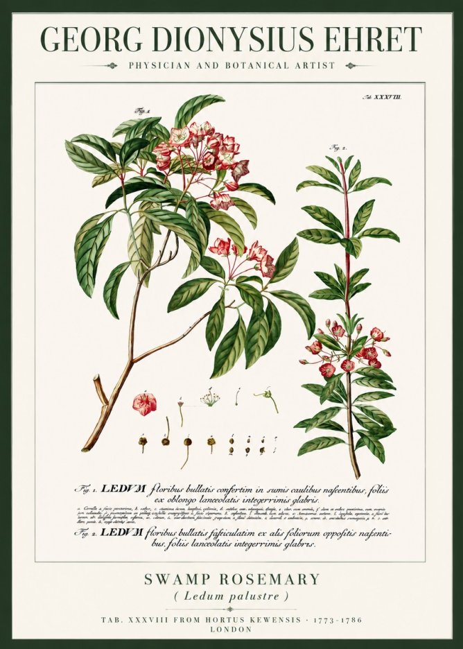 Georg Dionysius Ehret Swamp Rosemary (Ledum Palustre) No3 - Póster
