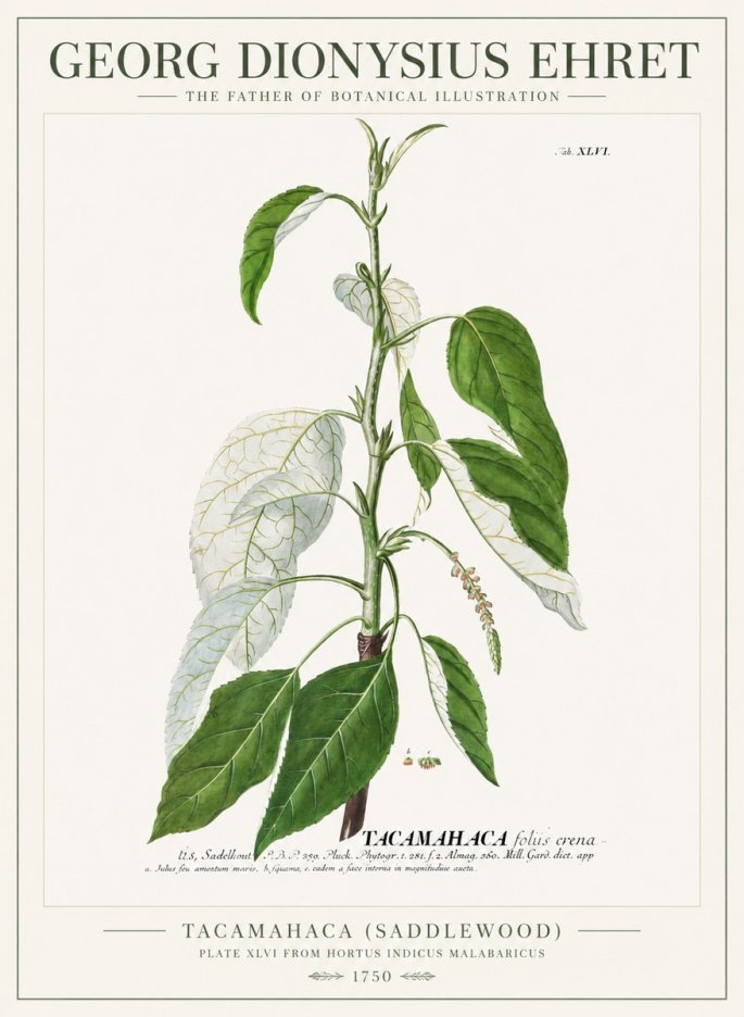 Georg Dionysius Ehret Tacamahaca (Saddlewood) No1 - Póster