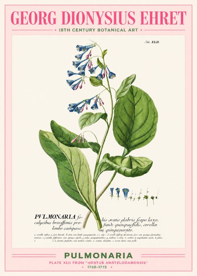 Georg Dionysius Ehret Pulmonaria No2 - Póster