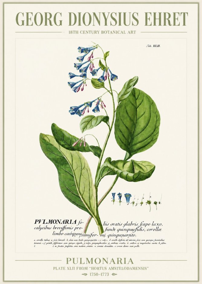 Georg Dionysius Ehret Pulmonaria No4 - Póster