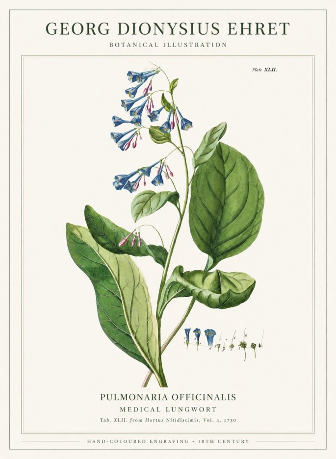 Georg Dionysius Ehret Pulmonaria No6 - Póster