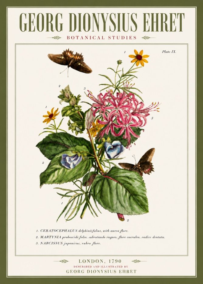 Georg Dionysius Ehret Botanical Studies - Plate Ix No5 - Póster