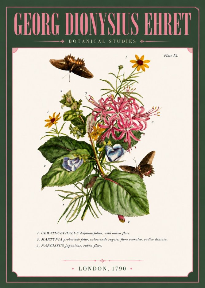 Georg Dionysius Ehret Botanical Studies - Plate Ix No6 - Póster