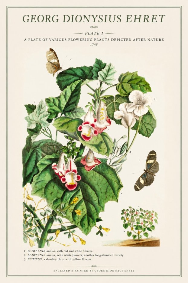 Georg Dionysius Ehret A Plate of Various Flowering Plants Depicted After Nature 1748 No1 - Póster