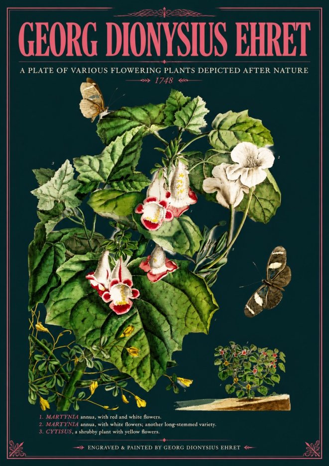 Georg Dionysius Ehret A Plate of Various Flowering Plants Depicted After Nature 1748 No6 - Póster