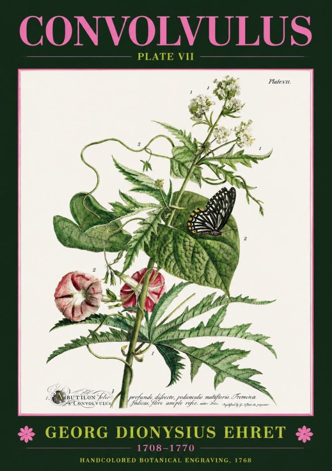 Georg Dionysius Ehret Convolvulus - Plate Vii No2 - Póster