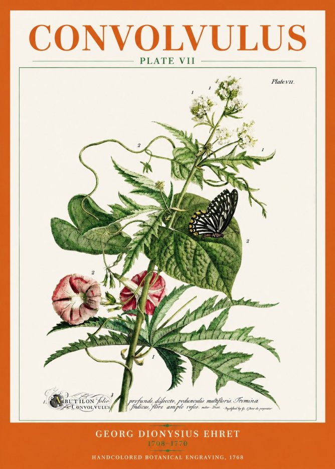 Georg Dionysius Ehret Convolvulus - Plate Vii No3 - Póster