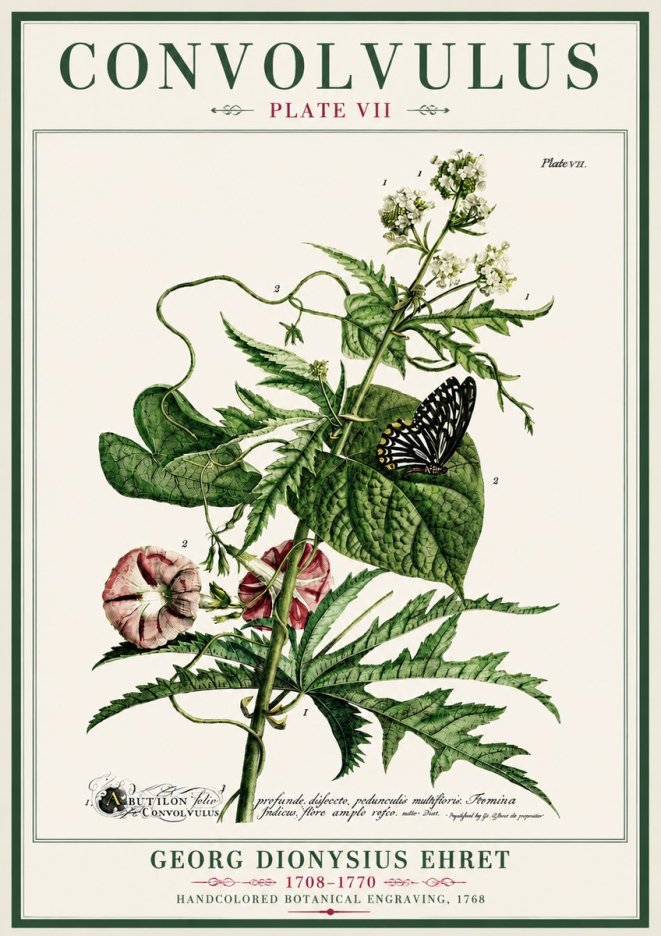 Georg Dionysius Ehret Convolvulus - Plate Vii No4 - Póster
