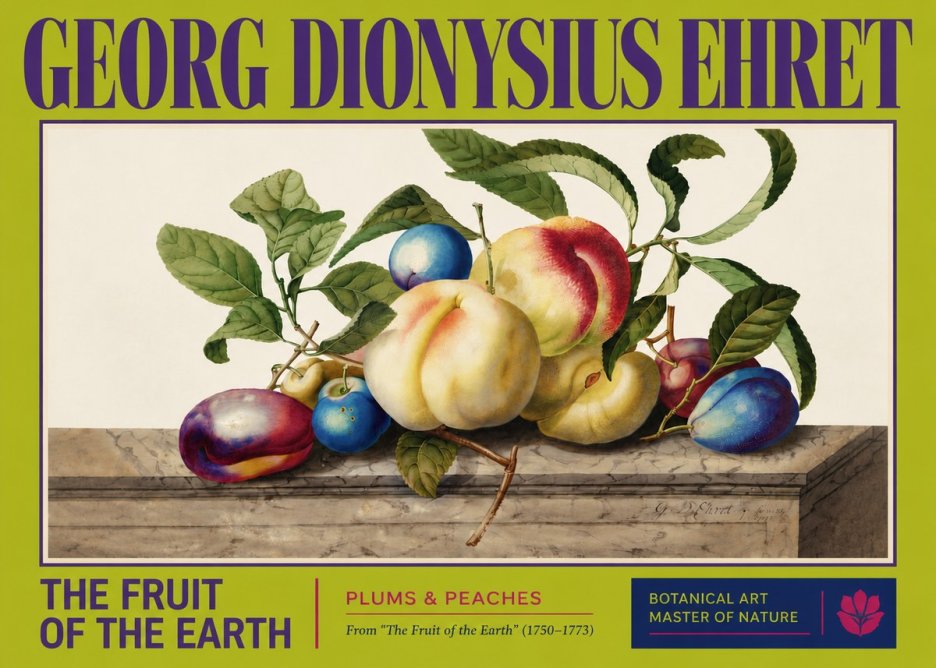 Georg Dionysius Ehret Plums & Peaches No3 - Póster