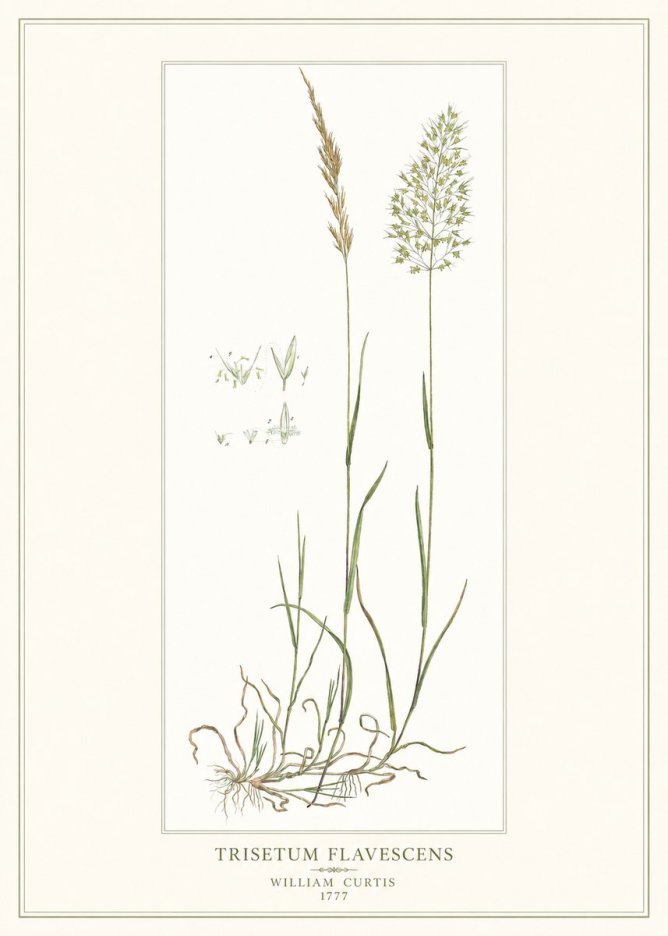 William Curtis Trisetum Flavescens I No1 - Póster