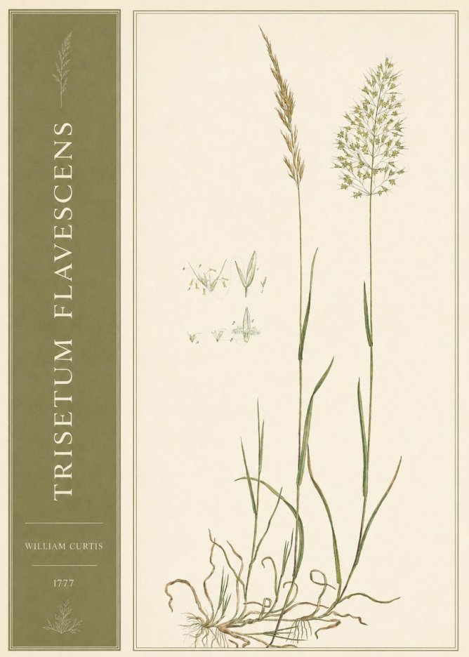 William Curtis Trisetum Flavescens I No2 - Póster