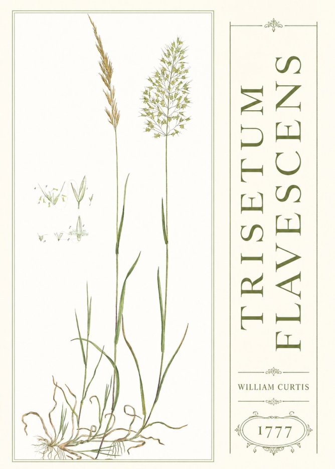 William Curtis Trisetum Flavescens I No3 - Póster