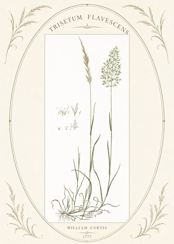 William Curtis Trisetum Flavescens I No4 - Póster