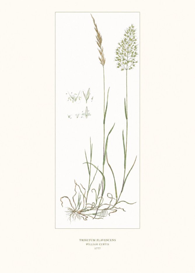William Curtis Trisetum Flavescens I No6 - Póster