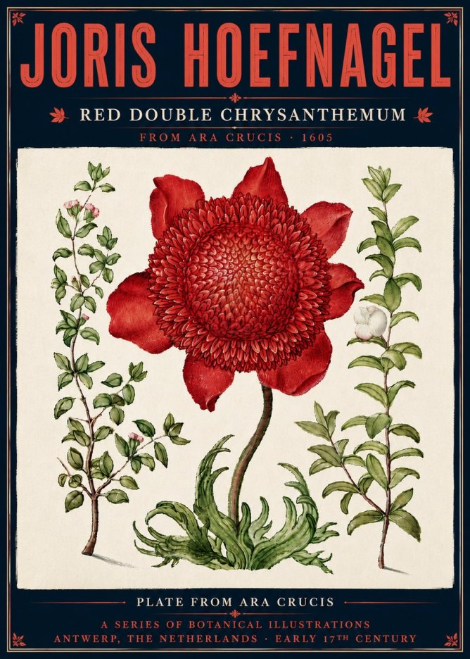 Joris Hoefnagel Red Double Chrysanthemum No6 - Póster