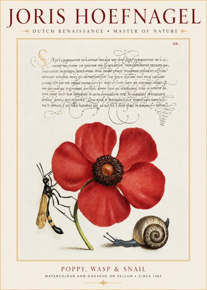 Joris Hoefnagel Poppy, Wasp & Snail No1 - Póster