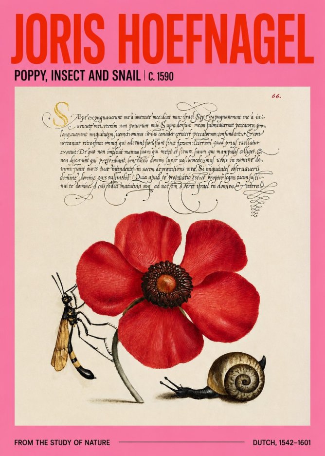 Joris Hoefnagel Poppy, Wasp & Snail No4 - Póster